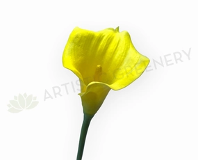 F0008 Calla Lily / Arum Lily Stem 67cm Yellow outdoor greenery  