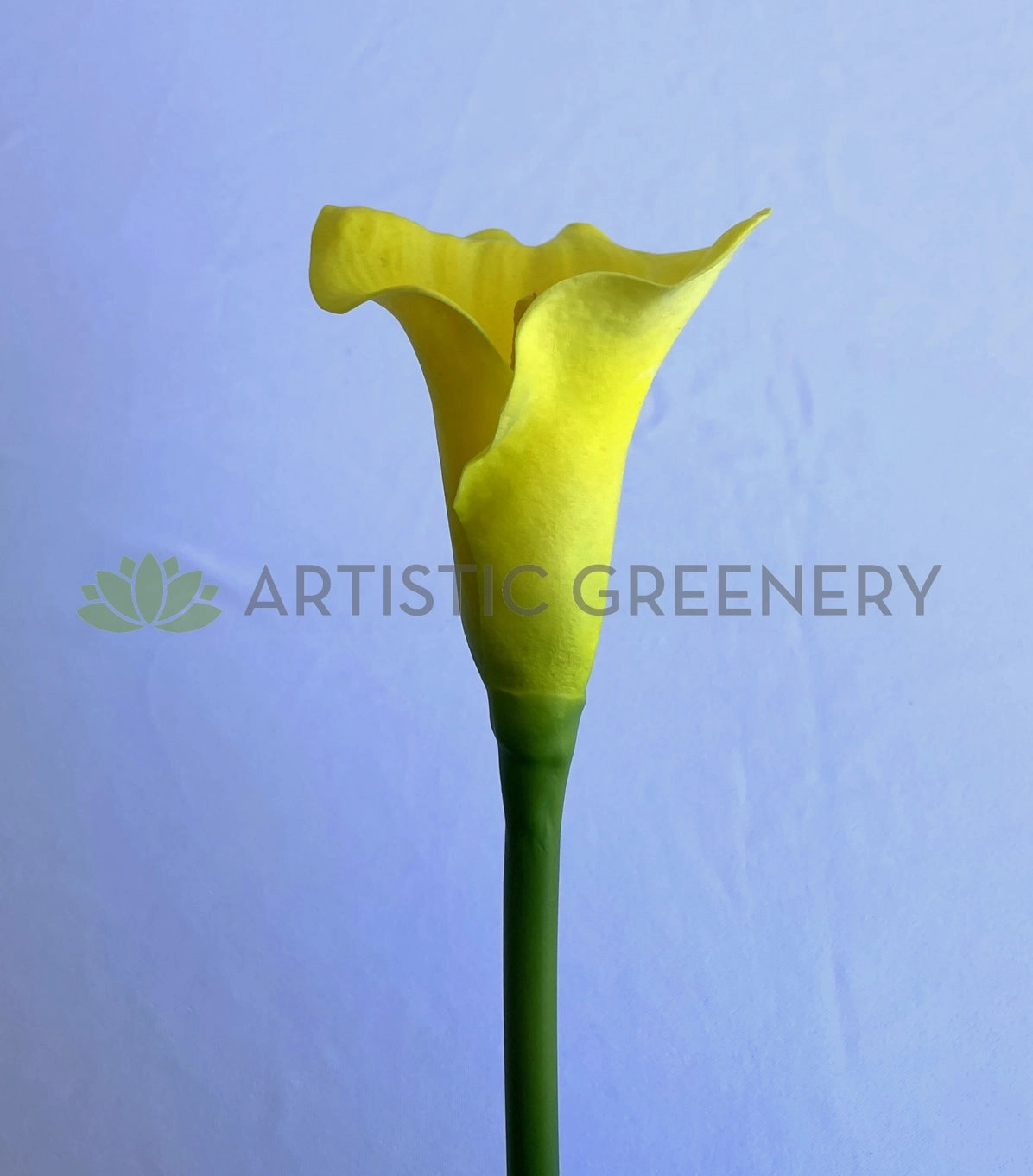 F0008 Calla Lily / Arum Lily Stem 67cm Yellow