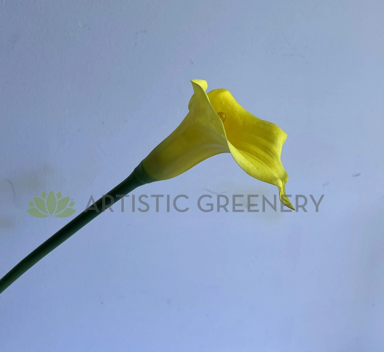 F0008 Calla Lily / Arum Lily Stem 67cm Yellow