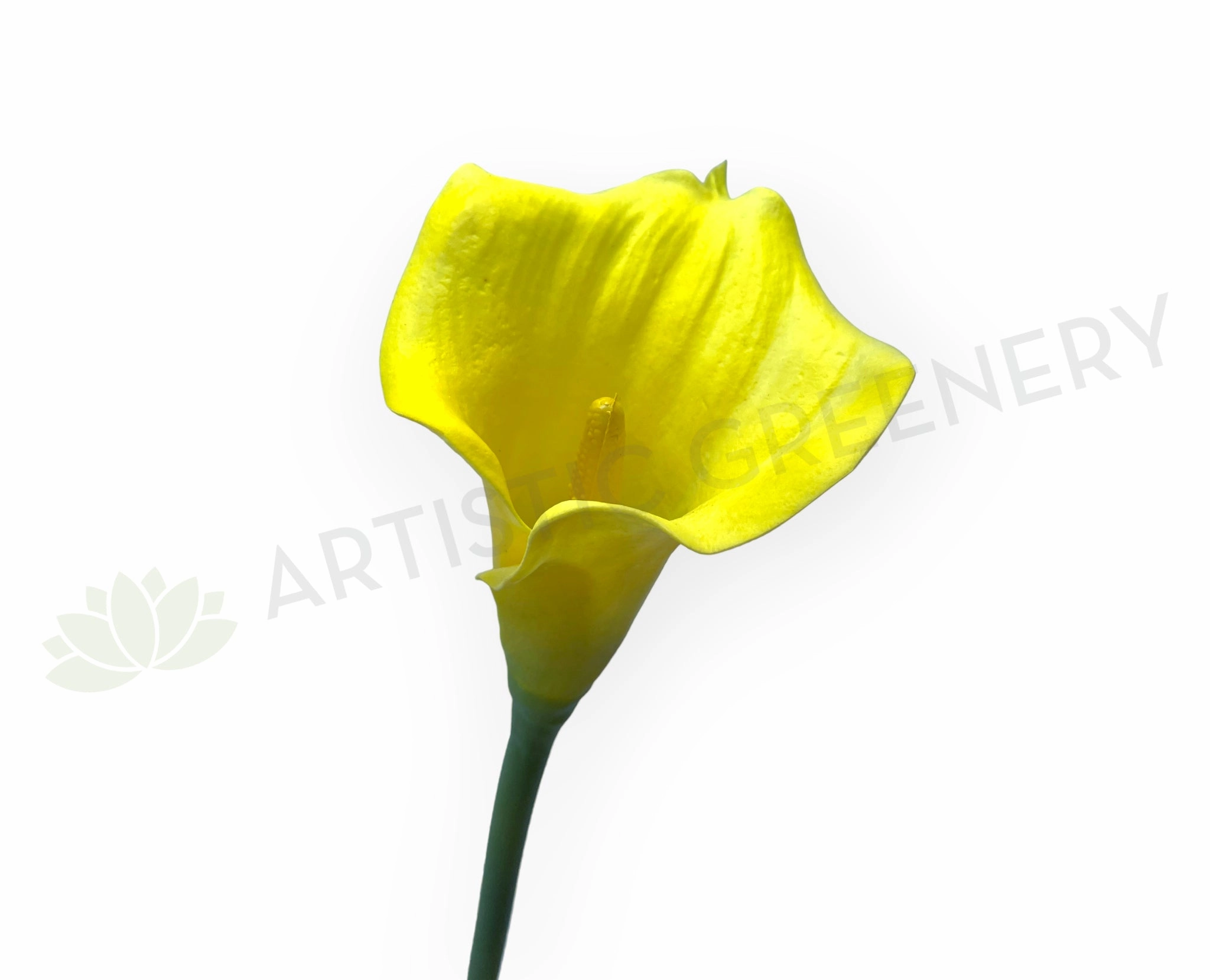 F0008 Calla Lily / Arum Lily Stem 67cm Yellow outdoor greenery  