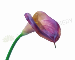 F0008(LGE)PUR Calla Lily Real Touch (Fully Open) 67cm Purple outdoor greenery  