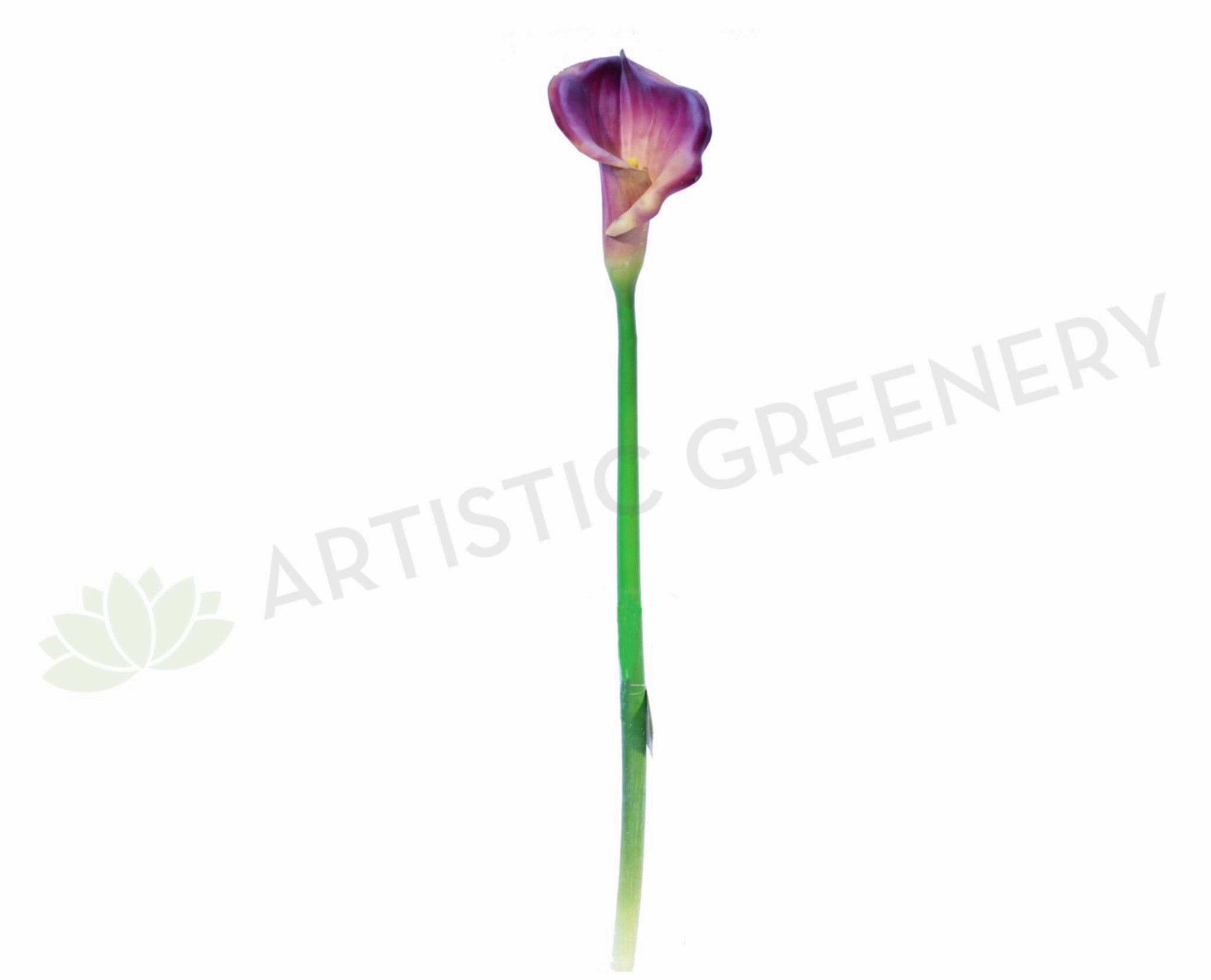 F0008(LGE)PUR Calla Lily Real Touch (Fully Open) 67cm Purple