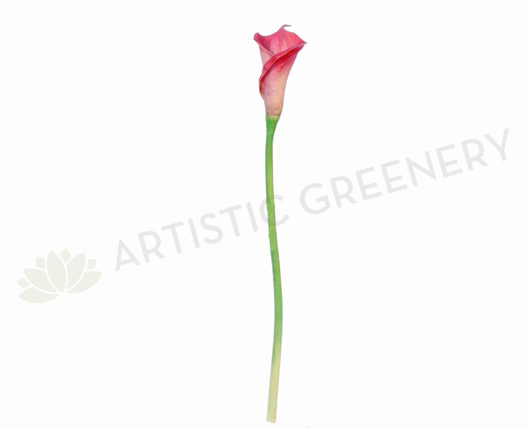 F0008PIN Calla Lily Real Touch (Half Open) 60cm Pink