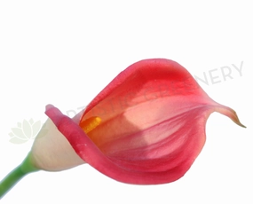 F0008PIN Calla Lily Real Touch (Half Open) 60cm Pink outdoor greenery  