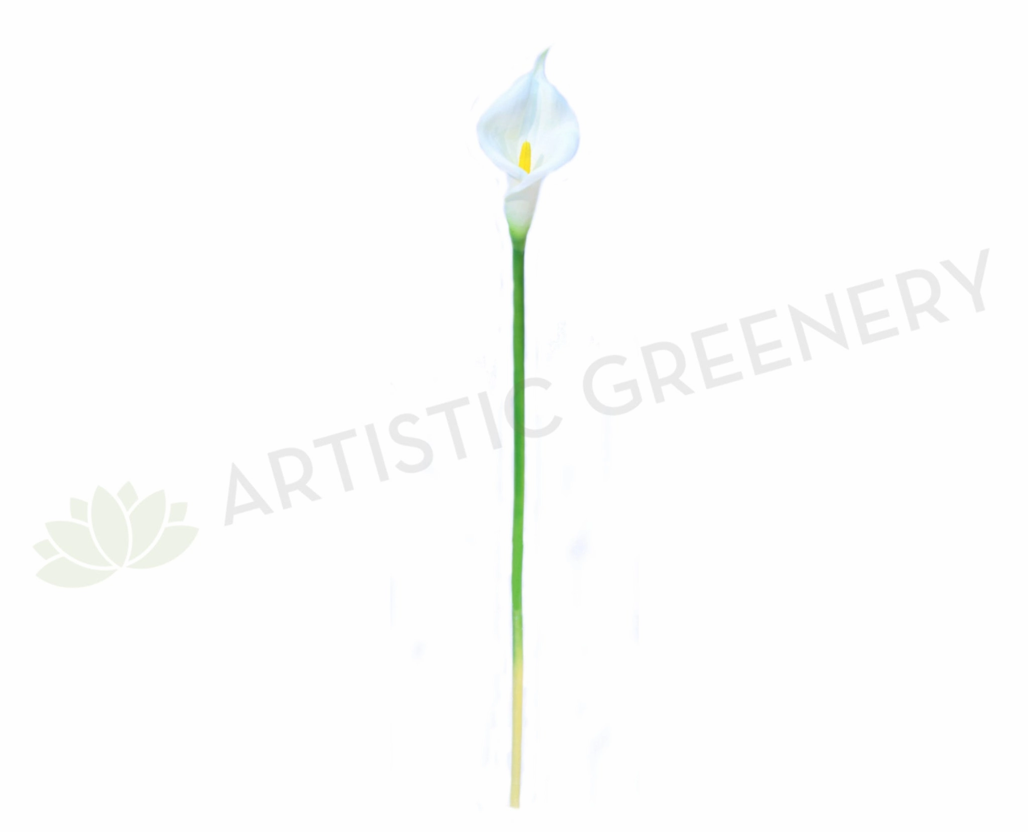 F0008WHI Arum Lily / Calla Lily Real Touch (Open Bloom) 67cm White