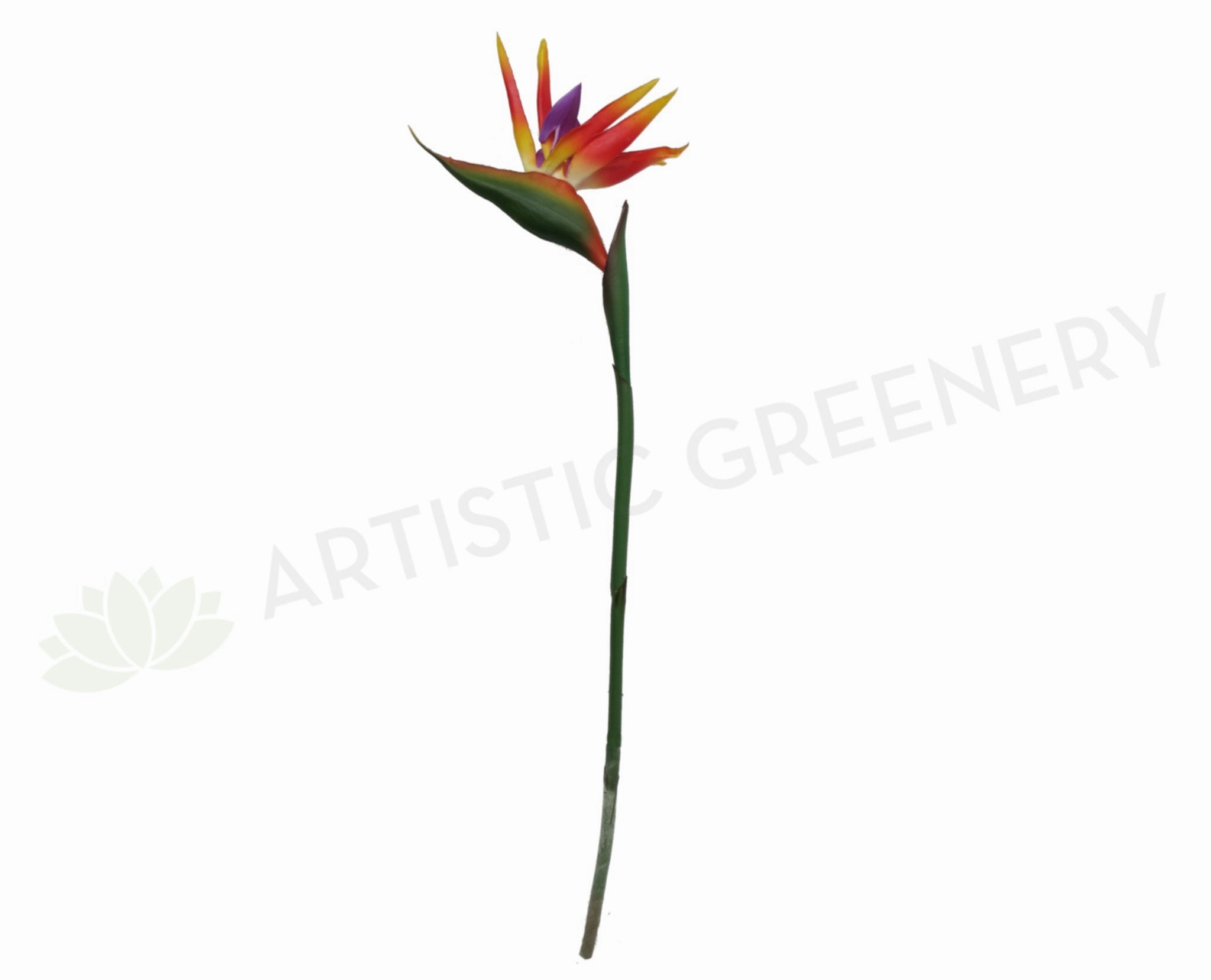 F0009 Bird of Paradise / Strelitzia 90cm outdoor greenery  