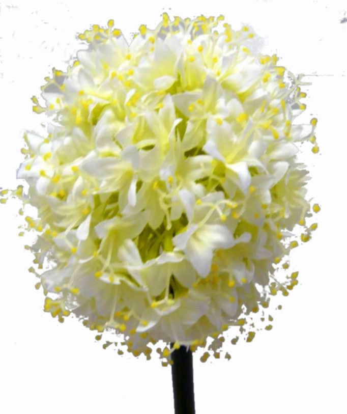 F0031 Allium Single Stem 80cm White / Light Green