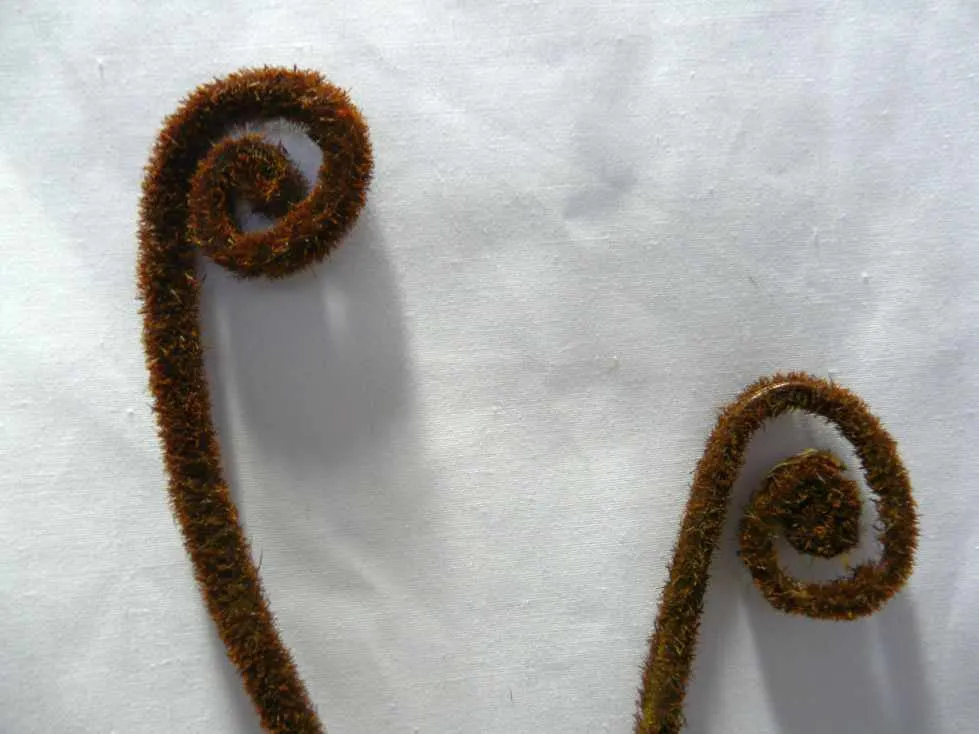 F0042(2) Fiddlehead Fern / Curly Fern Frond 87cm Brown