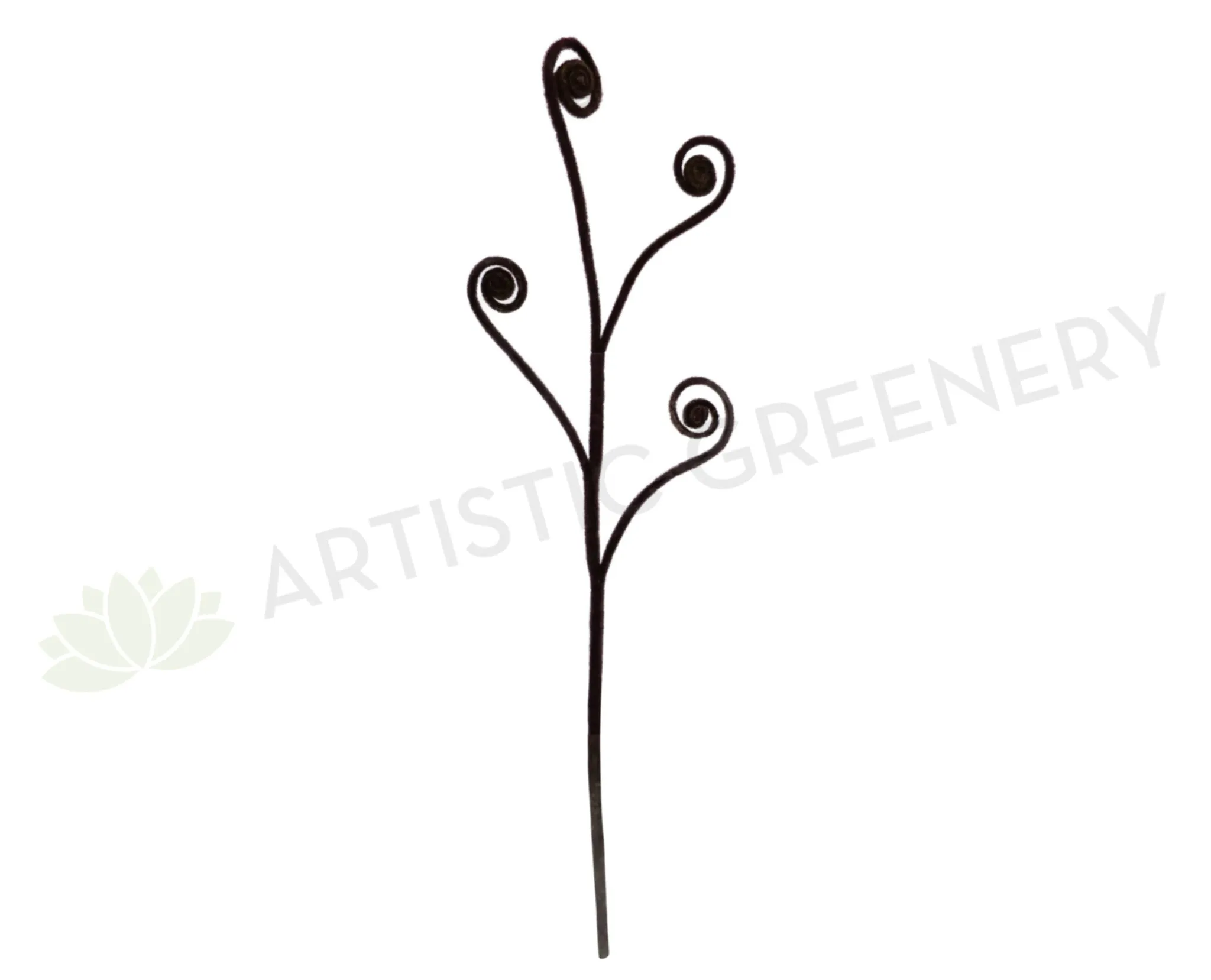 F0042(2) Fiddlehead Fern / Curly Fern Frond 87cm Brown dried green plant  