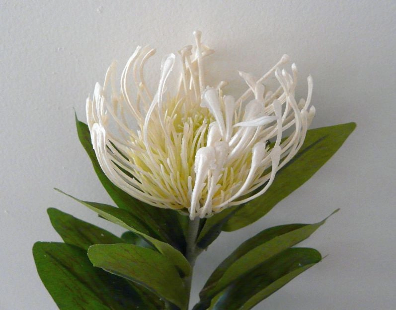F0067 Protea Pincushion Single Stem 80cm 5 Colours