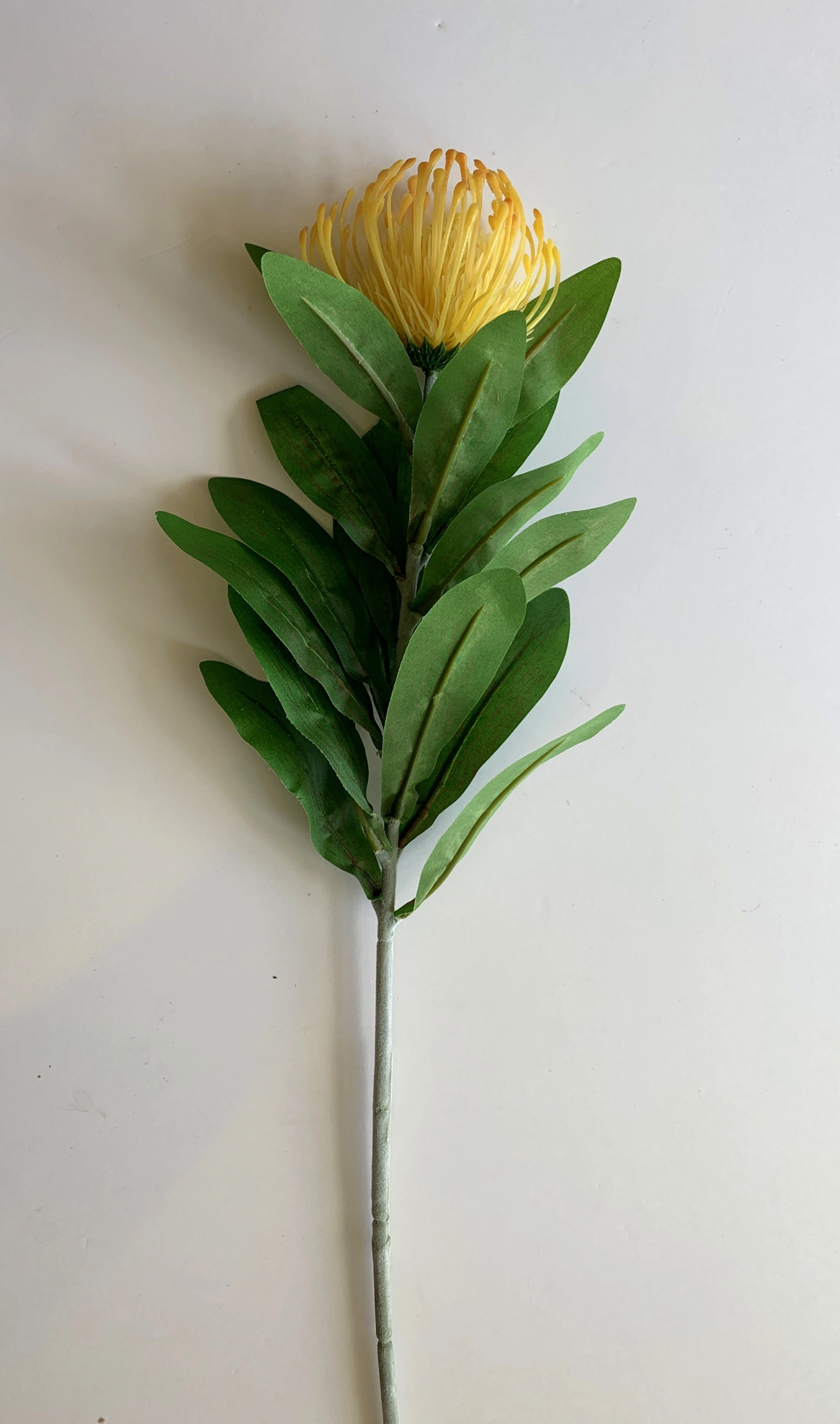 F0067 Protea Pincushion Single Stem 80cm 5 Colours