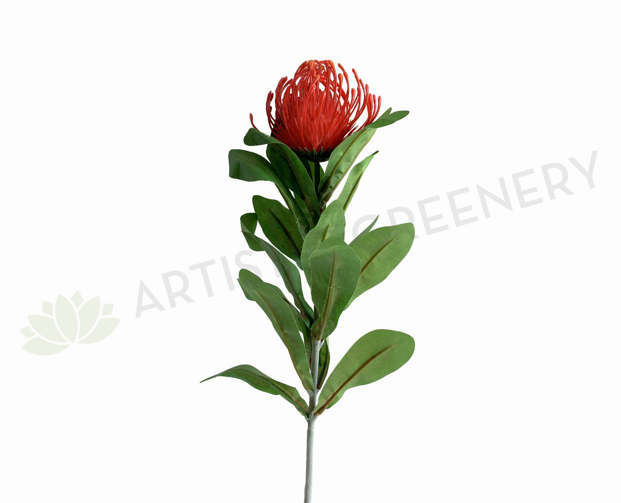 F0067 Protea Pincushion Single Stem 80cm Red outdoor greenery  