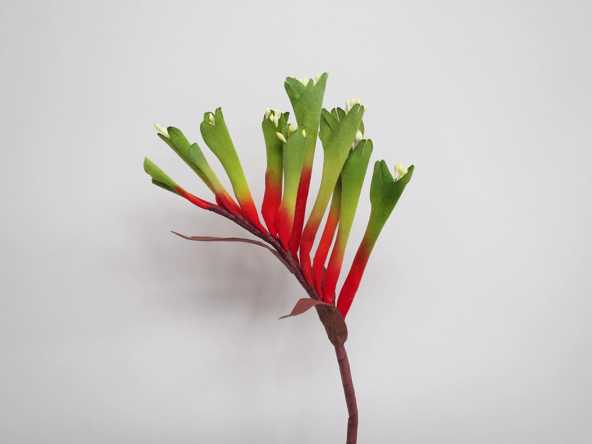 F0104 Kangaroo Paw Spray 65cm Red with Green Tip