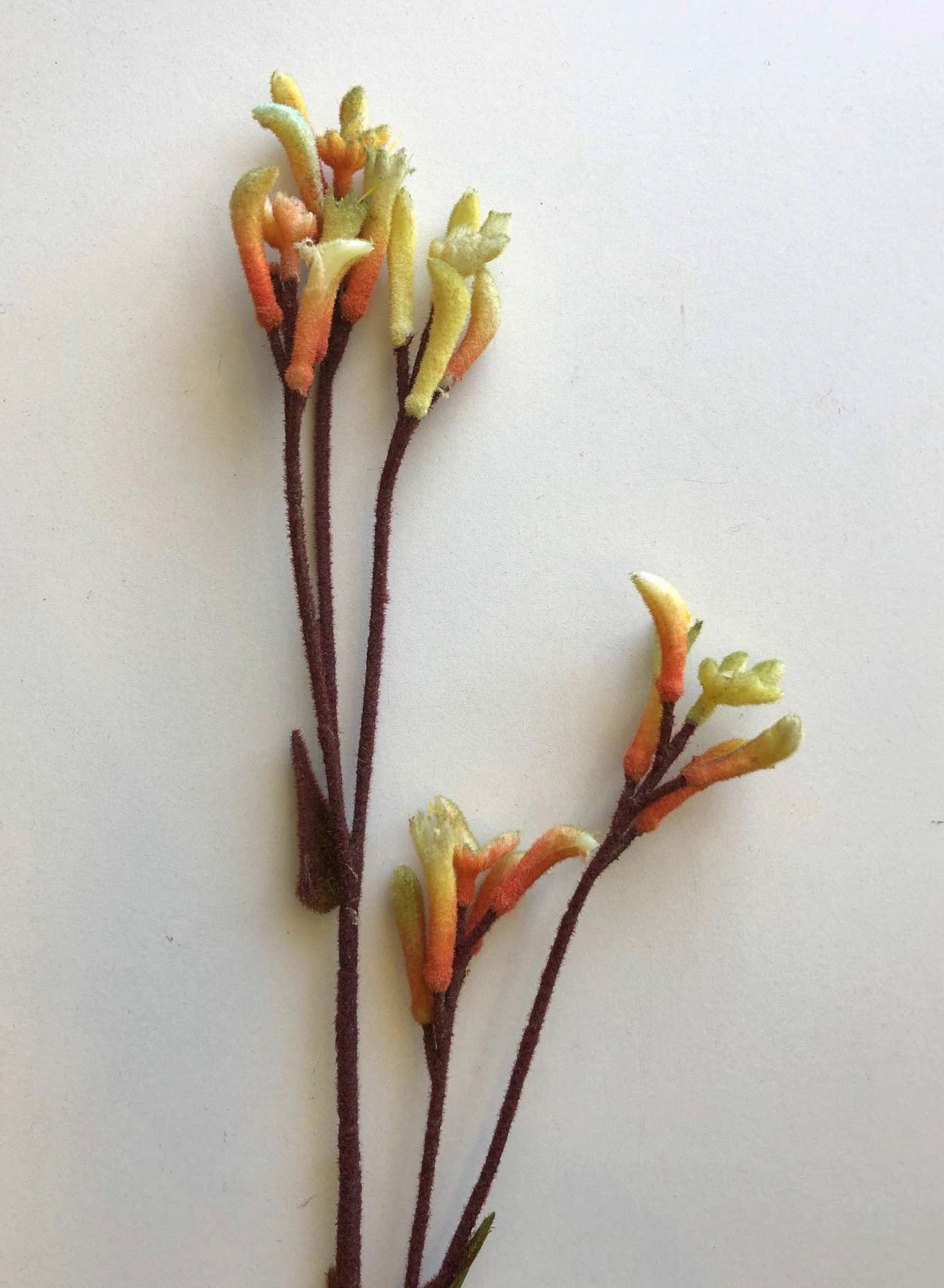 F0104 Kangaroo Paw Spray 75cm - 4 Styles