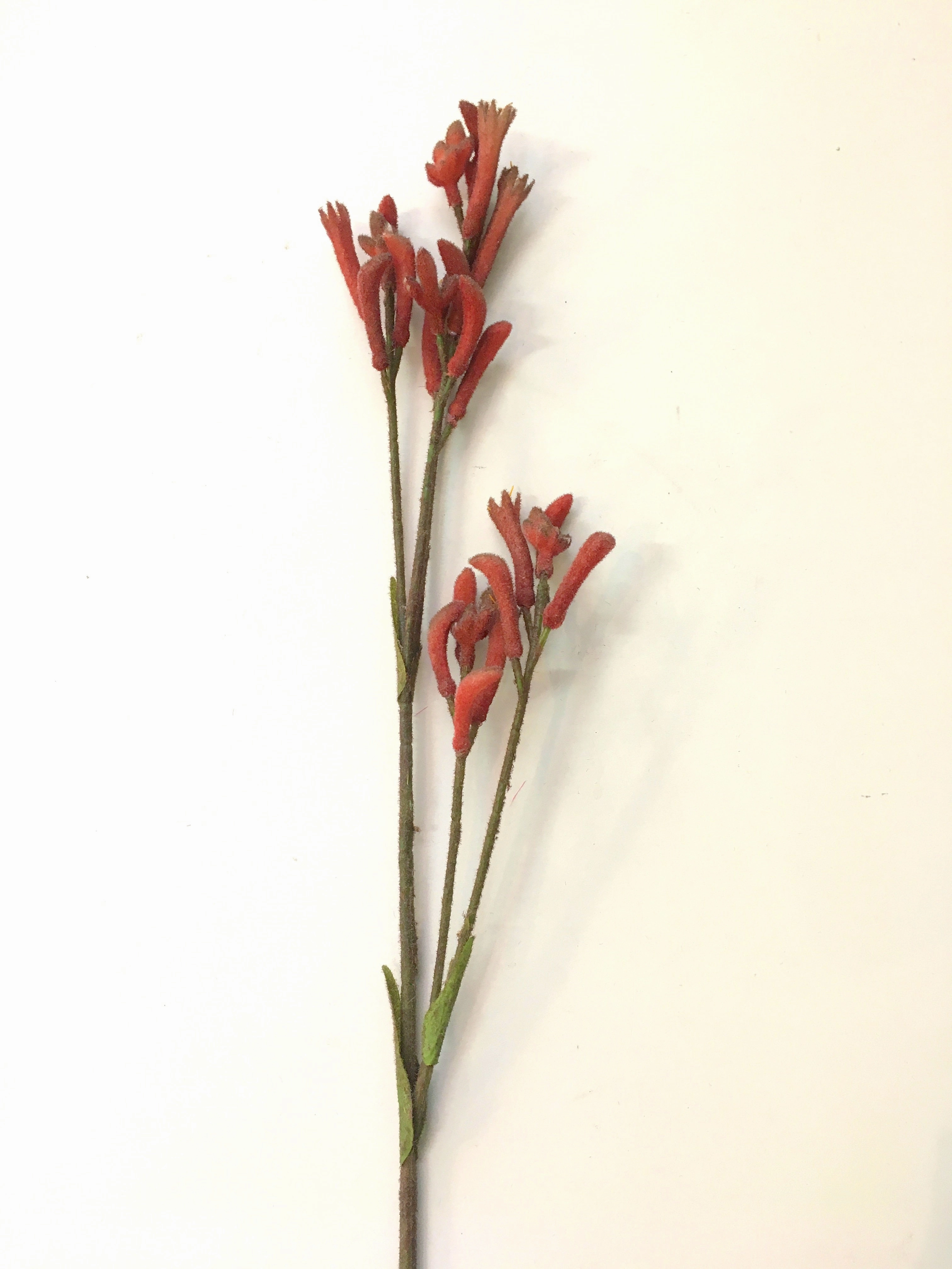 F0104 Kangaroo Paw Spray 75cm - 4 Styles