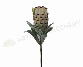 F0133 Mink Protea / Oleander Leaf Protea Single Stem 74cm Green outdoor greenery  