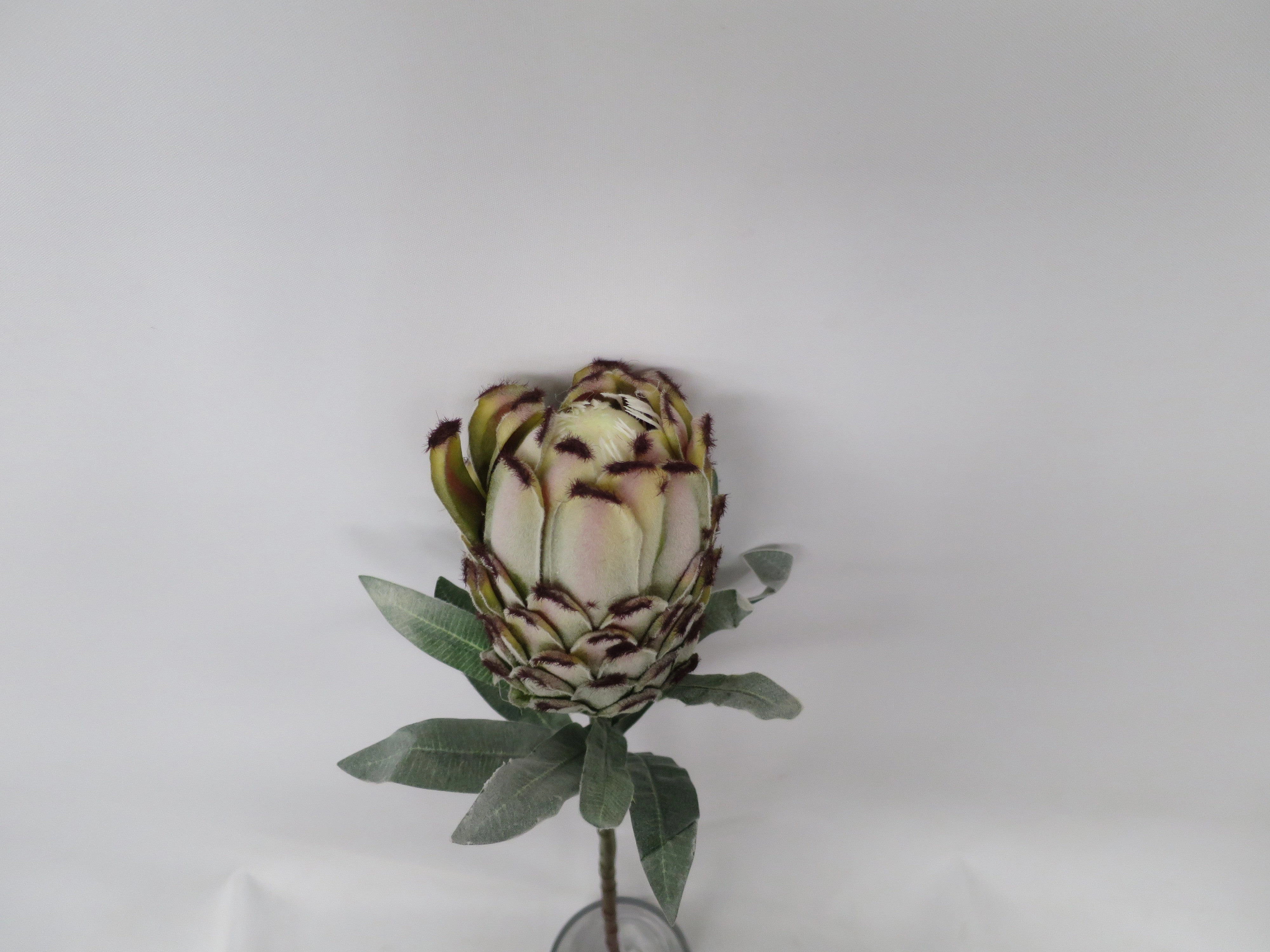 F0133 Mink Protea / Oleander Leaf Protea Single Stem 74cm Green