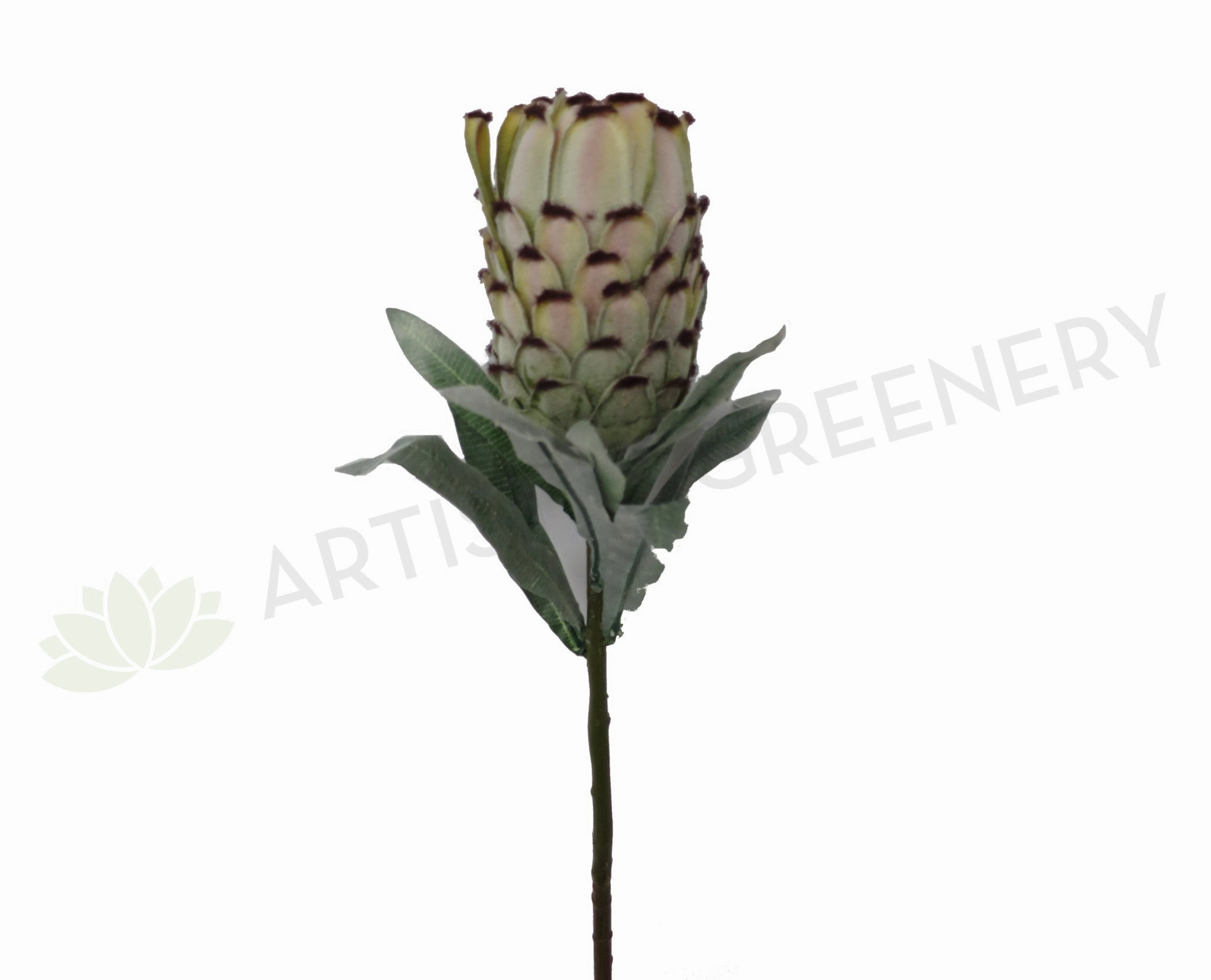 F0133 Mink Protea / Oleander Leaf Protea Single Stem 74cm Green outdoor greenery  