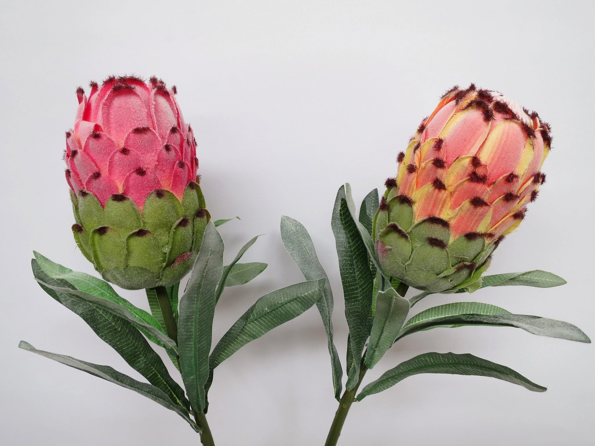 F0133 Protea Neriifolia Single Stem 74cm Red / Peach / White / Green