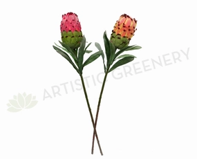 F0133 Protea Neriifolia Single Stem 74cm Red / Peach / White / Green outdoor greenery  