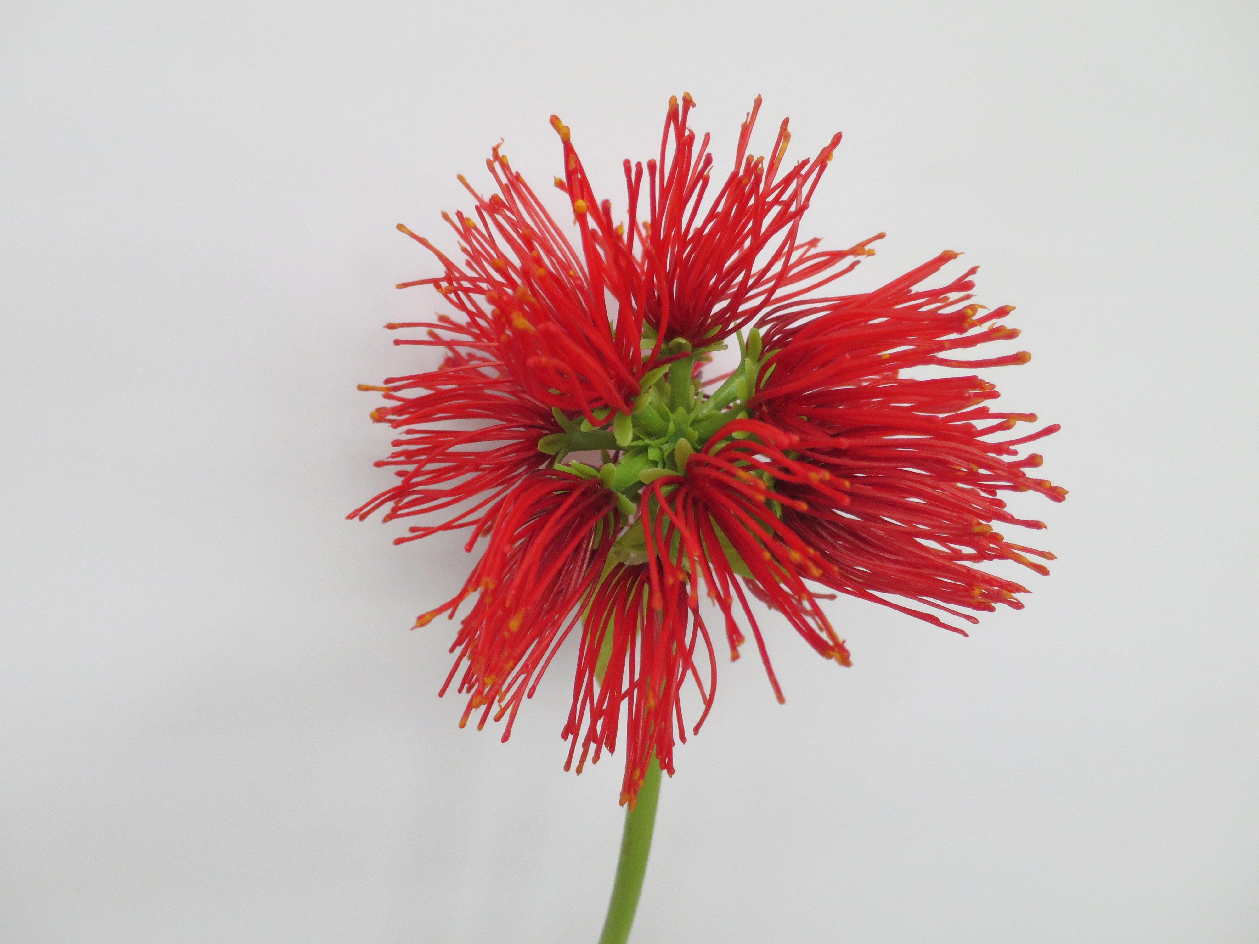 F0156 Pohutukawa 74cm Red