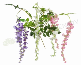 F0157 Hanging Wisteria 100cm 3 Colours summer vegetable seed  