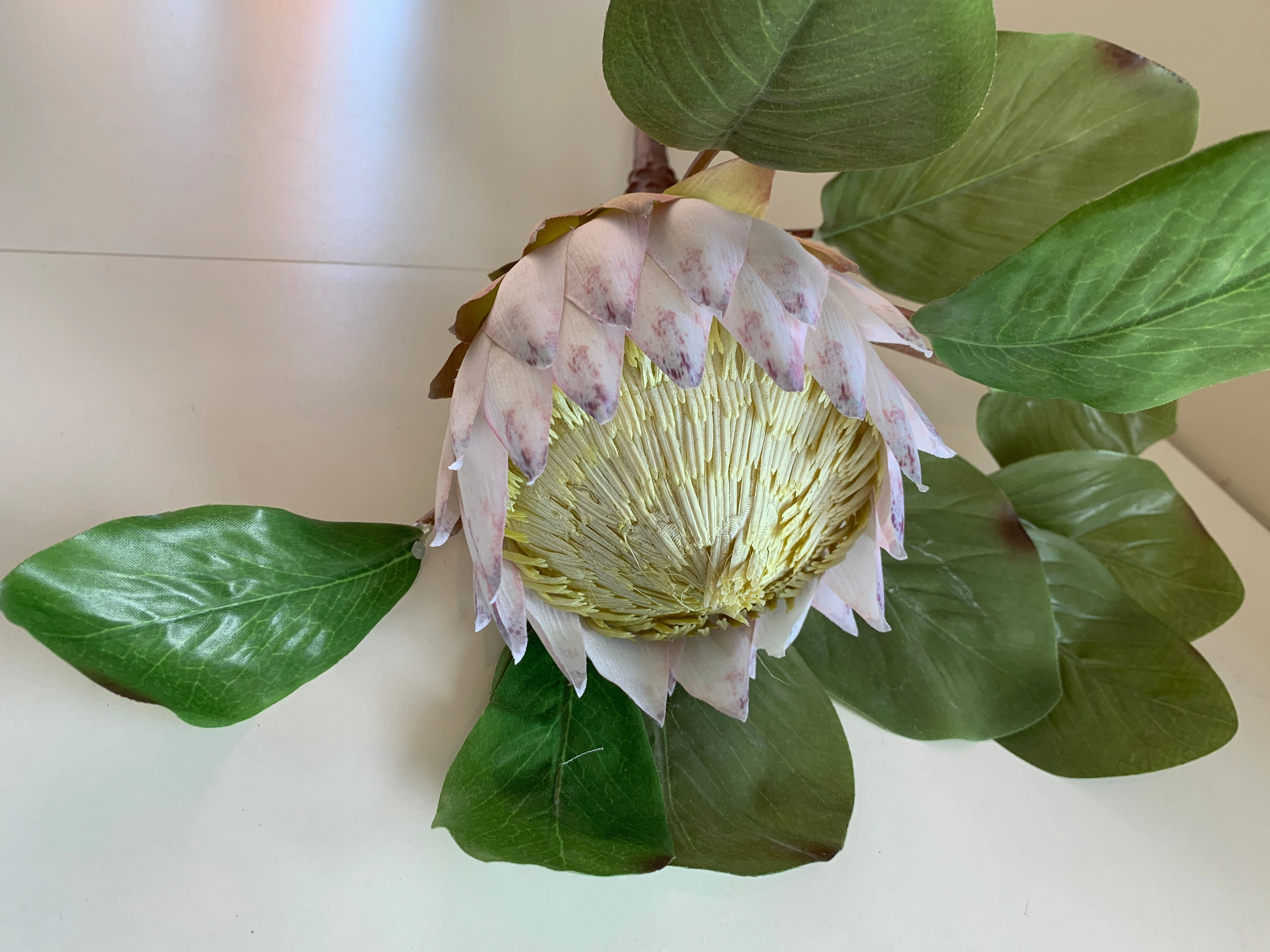 F0160 Giant King Protea Single Stem 80cmcm White / Dark Pink