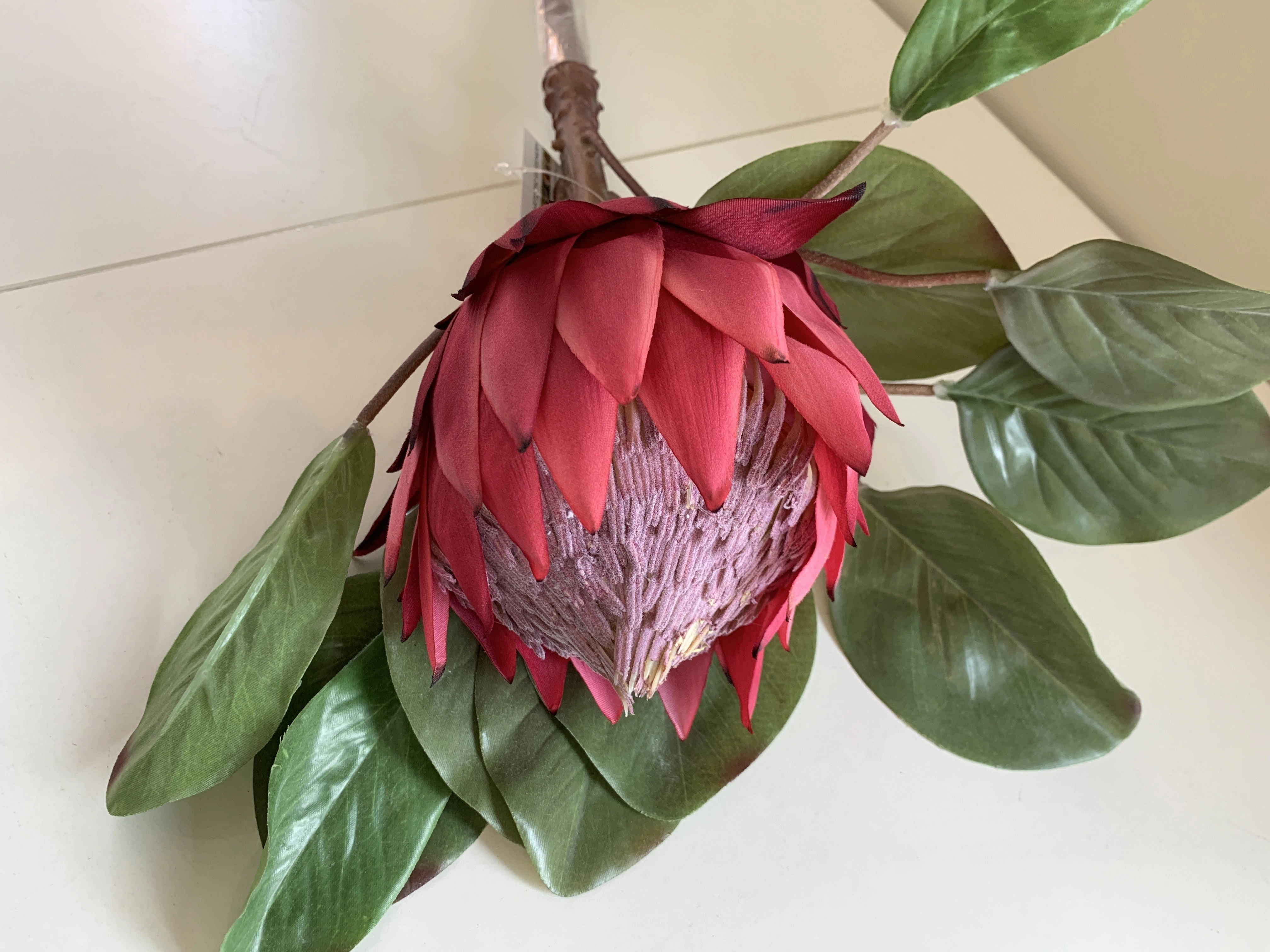 F0160 Giant King Protea Single Stem 80cmcm White / Dark Pink