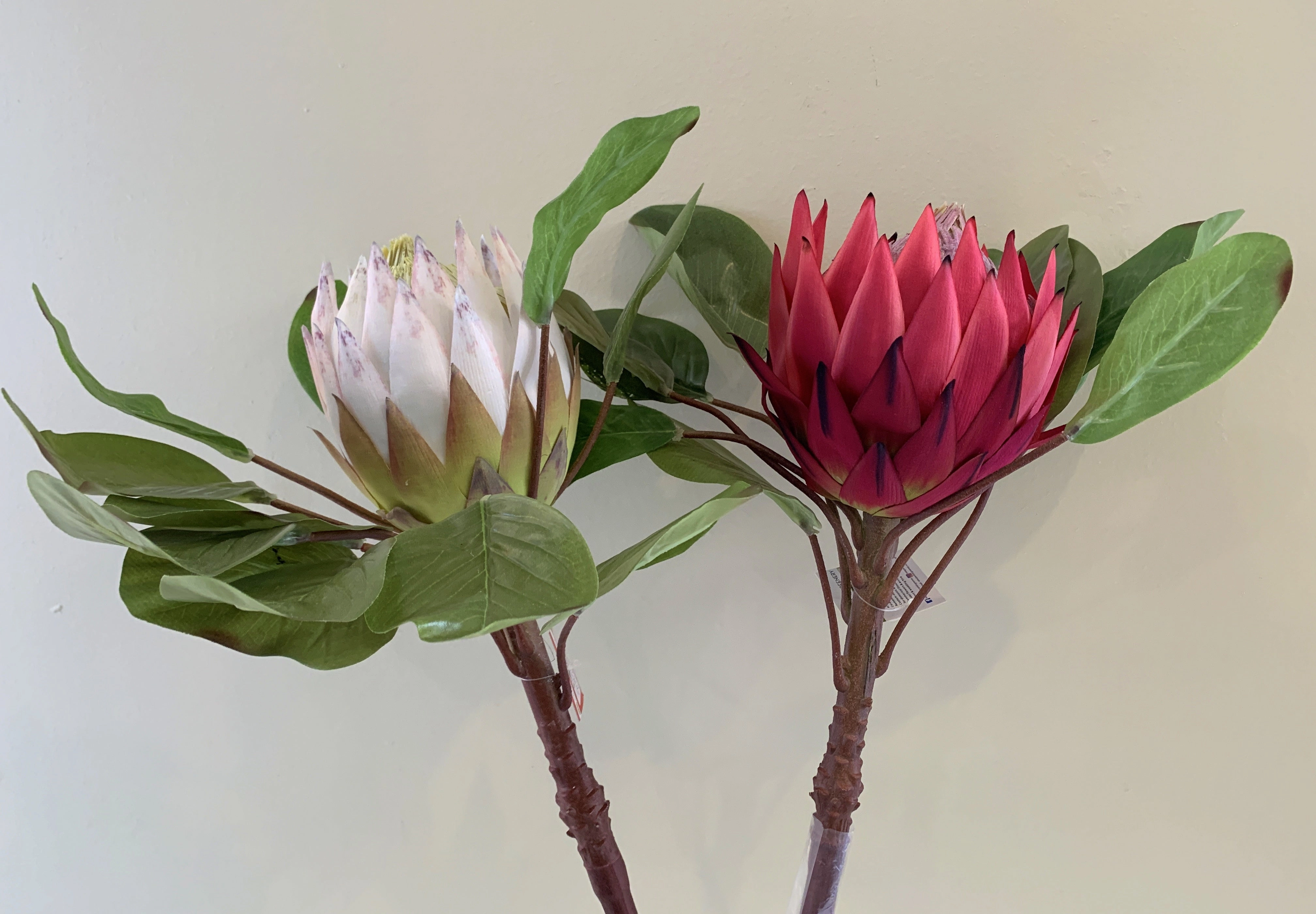 F0160 Giant King Protea Single Stem 80cmcm White / Dark Pink