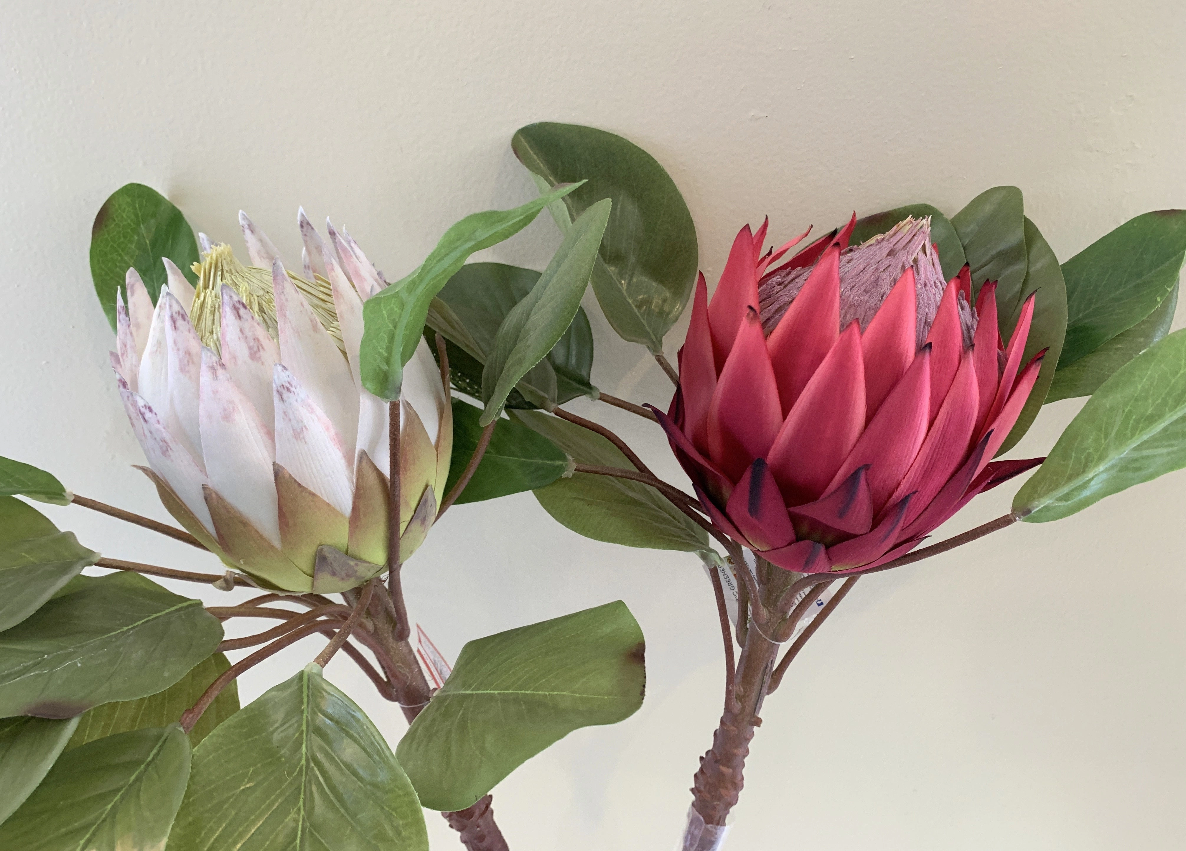 F0160 Giant King Protea Single Stem 80cmcm White / Dark Pink