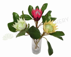 F0160 SML King Protea Single Stem 50cm 5 Colours outdoor greenery  