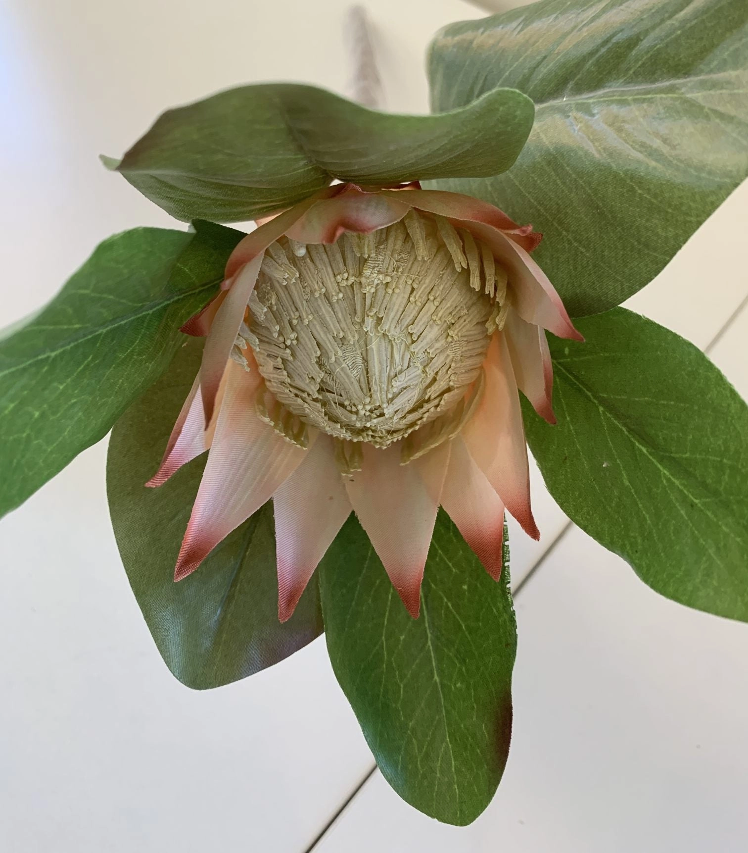 F0160 SML King Protea Single Stem 50cm 5 Colours