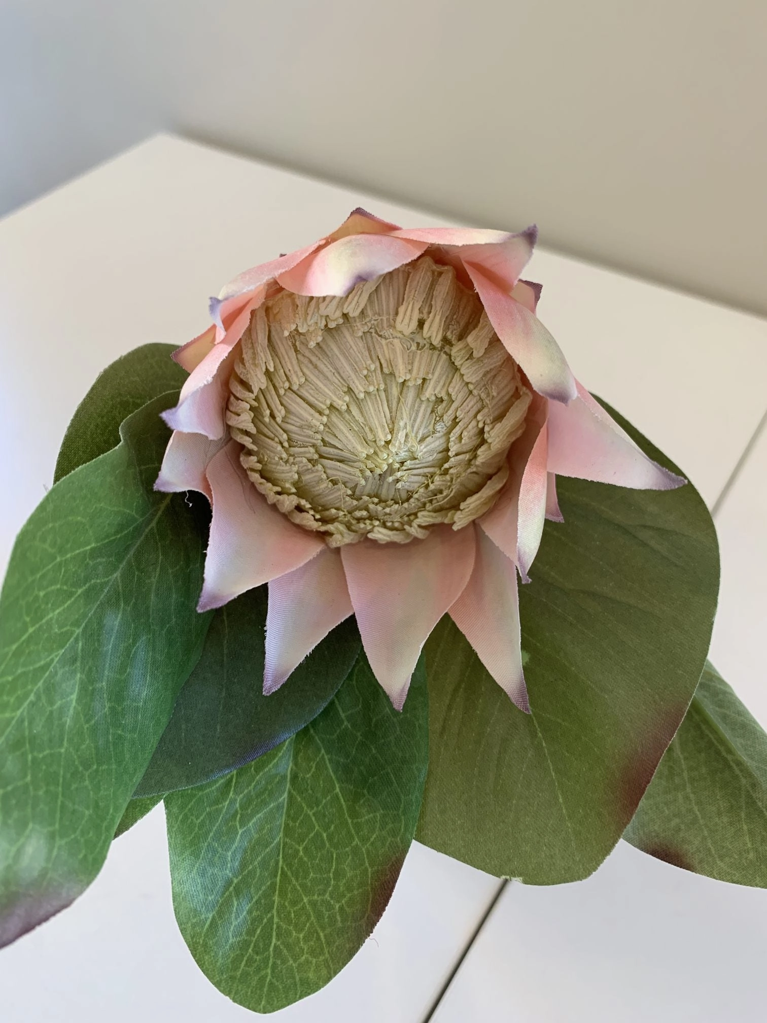 F0160 SML King Protea Single Stem 50cm 5 Colours