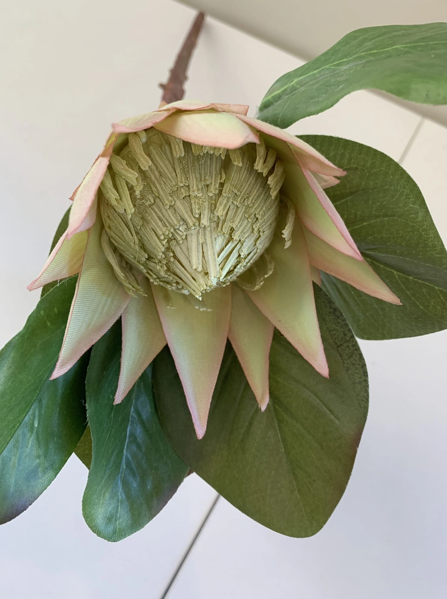 F0160 SML King Protea Single Stem 50cm 5 Colours