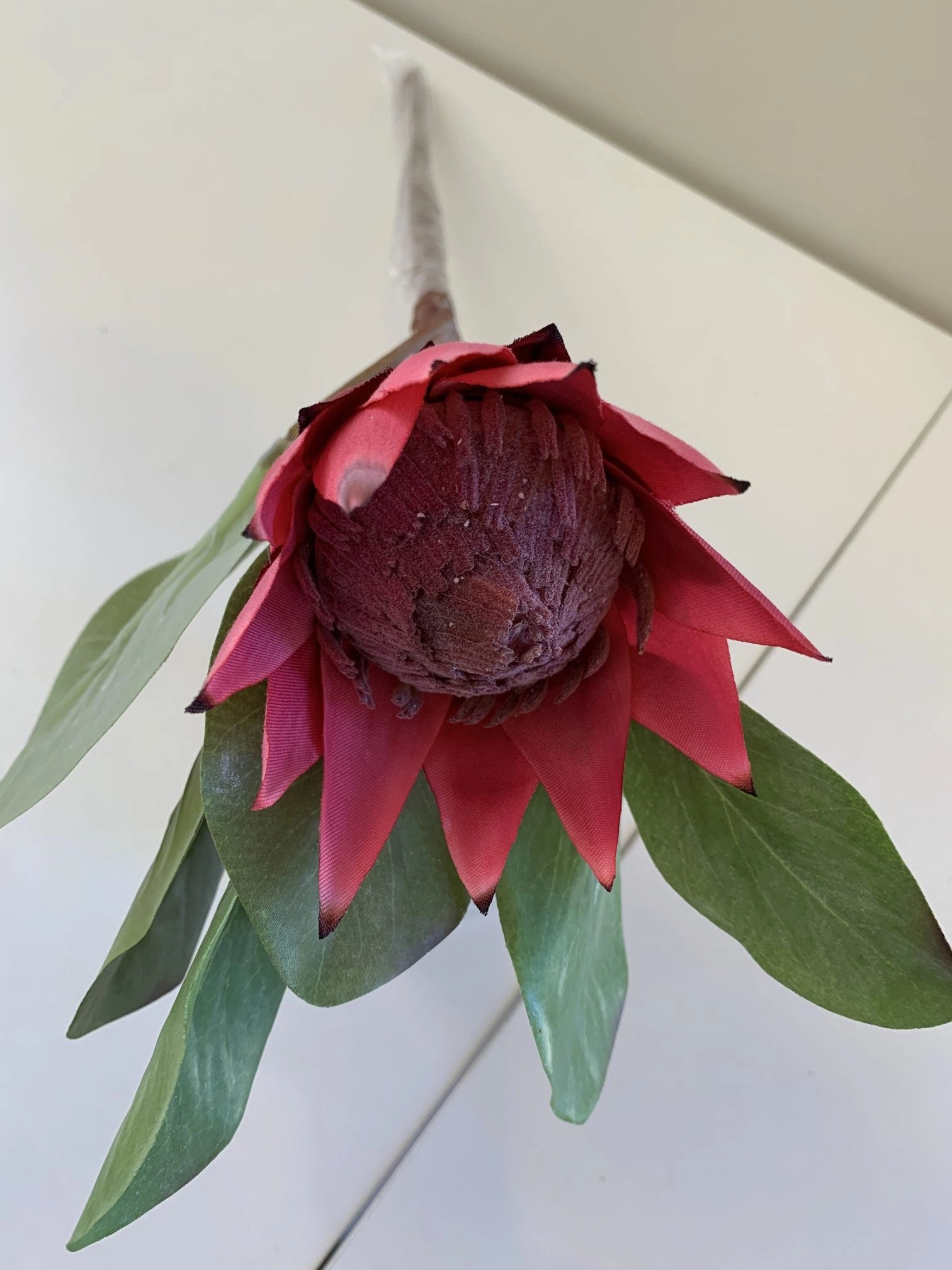 F0160 SML King Protea Single Stem 50cm 5 Colours