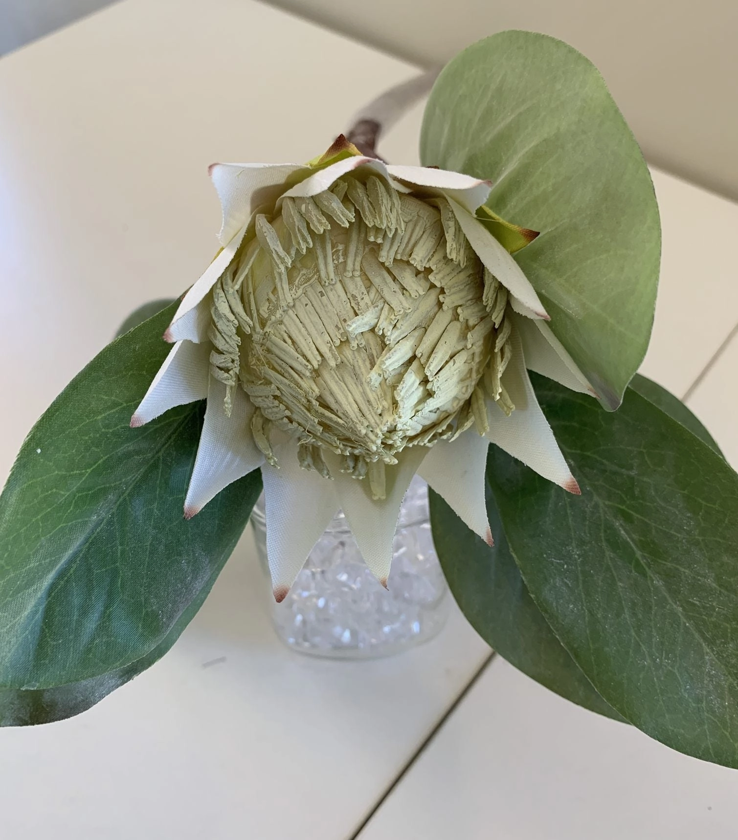 F0160 SML King Protea Single Stem 50cm 5 Colours