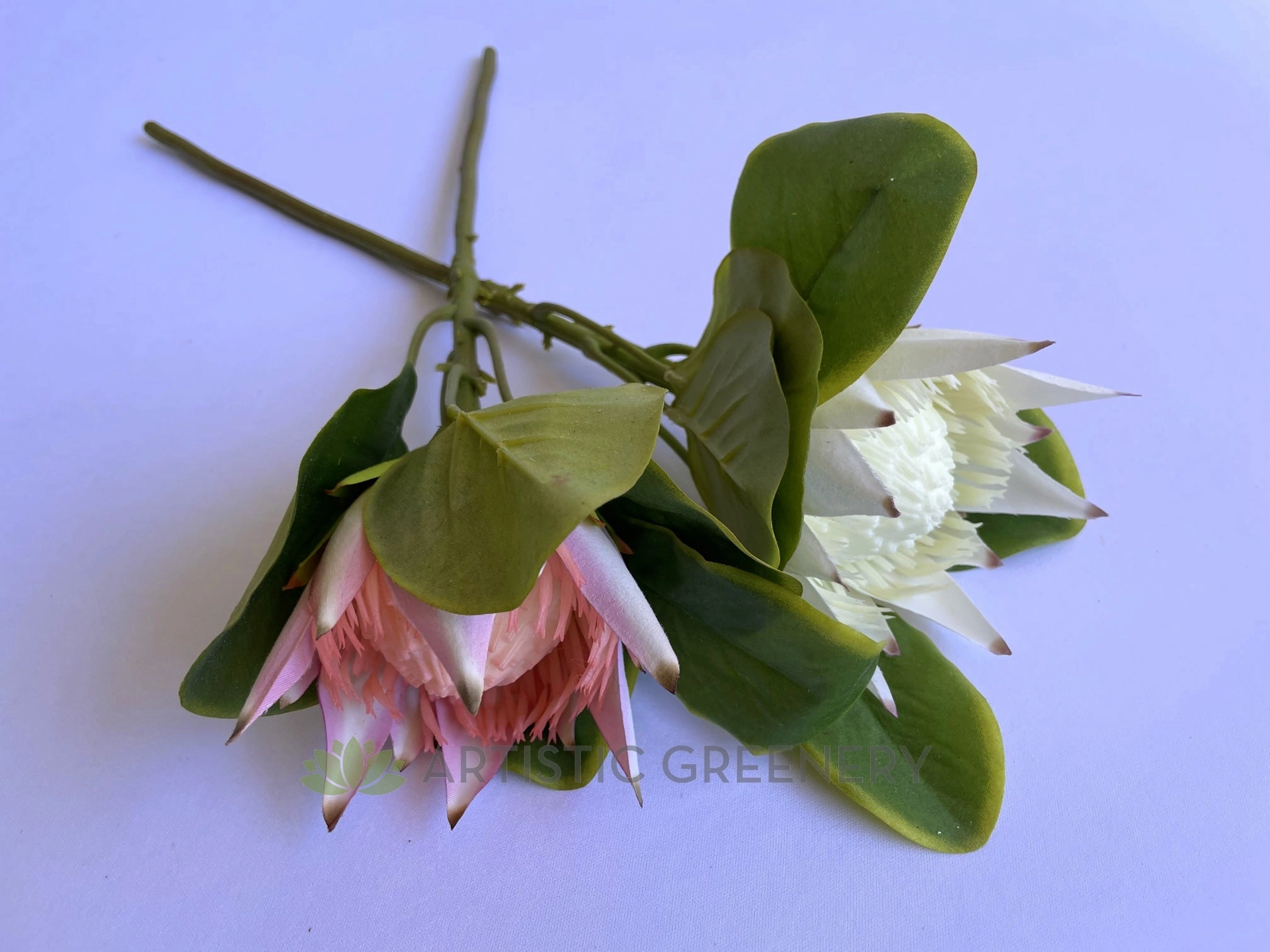 F0160S King Protea Single Stem 53cm White / Light Pink