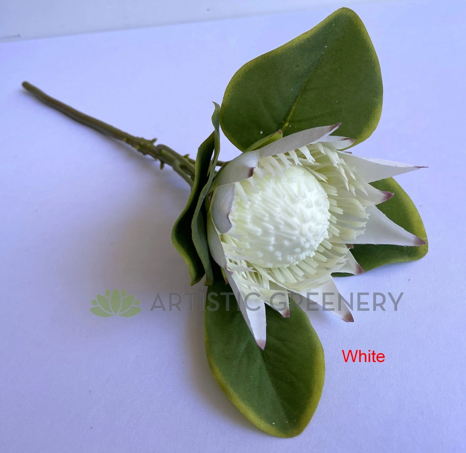 F0160S King Protea Single Stem 53cm White / Light Pink