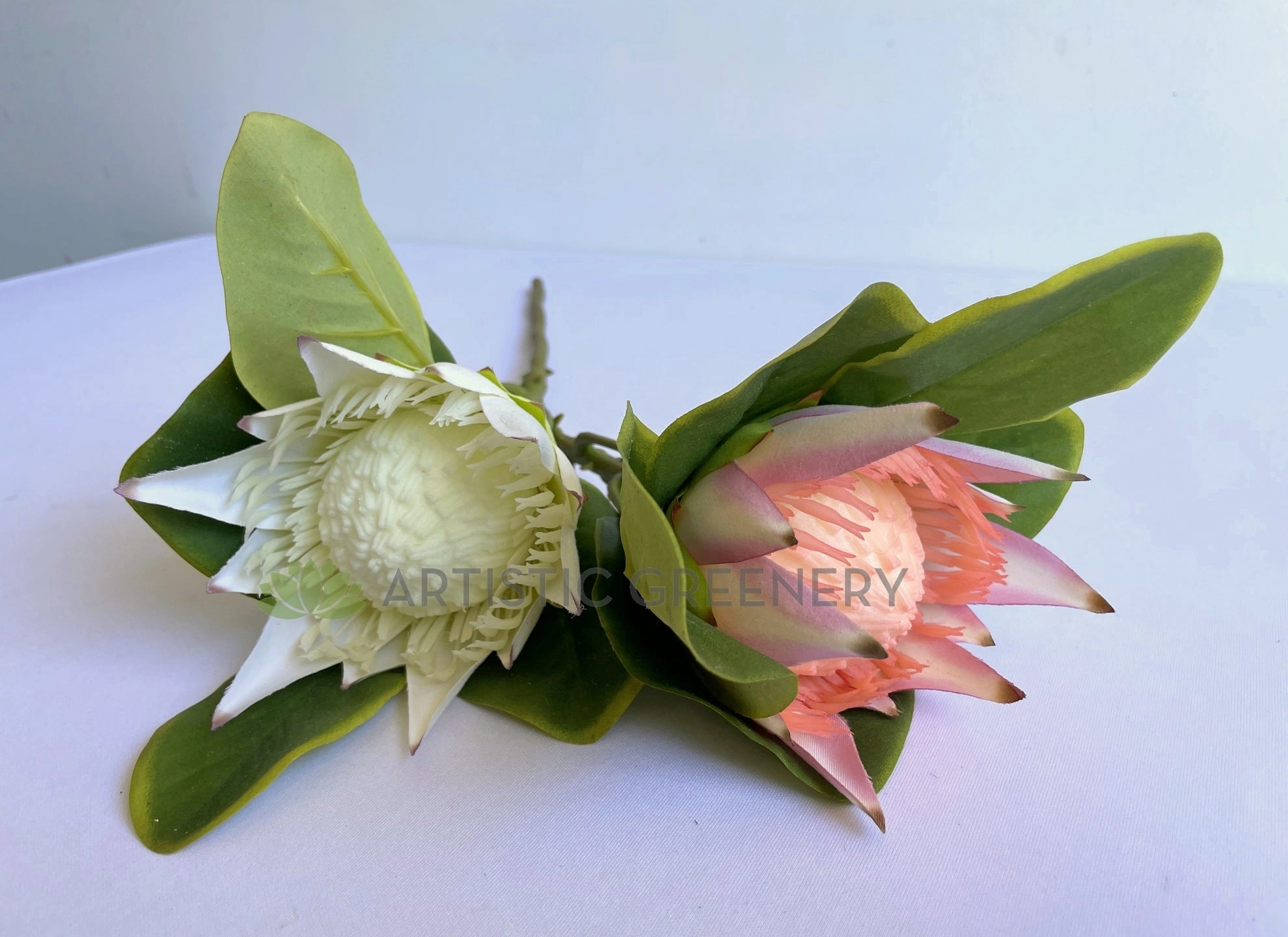 F0160S King Protea Single Stem 53cm White / Light Pink