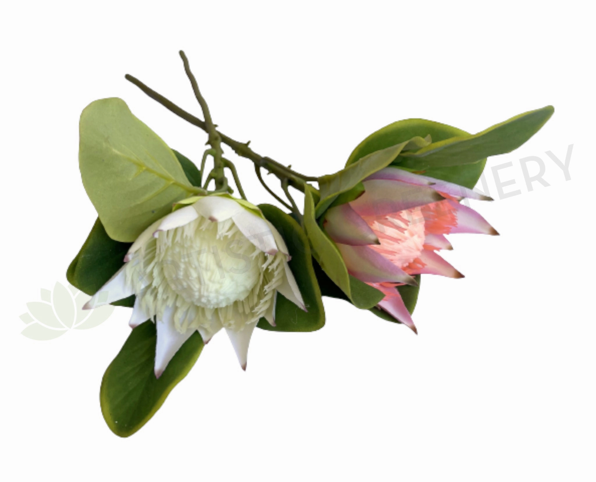 F0160S King Protea Single Stem 53cm White / Light Pink outdoor greenery  