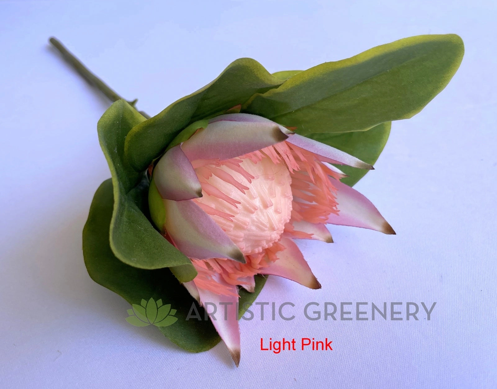 F0160S King Protea Single Stem 53cm White / Light Pink