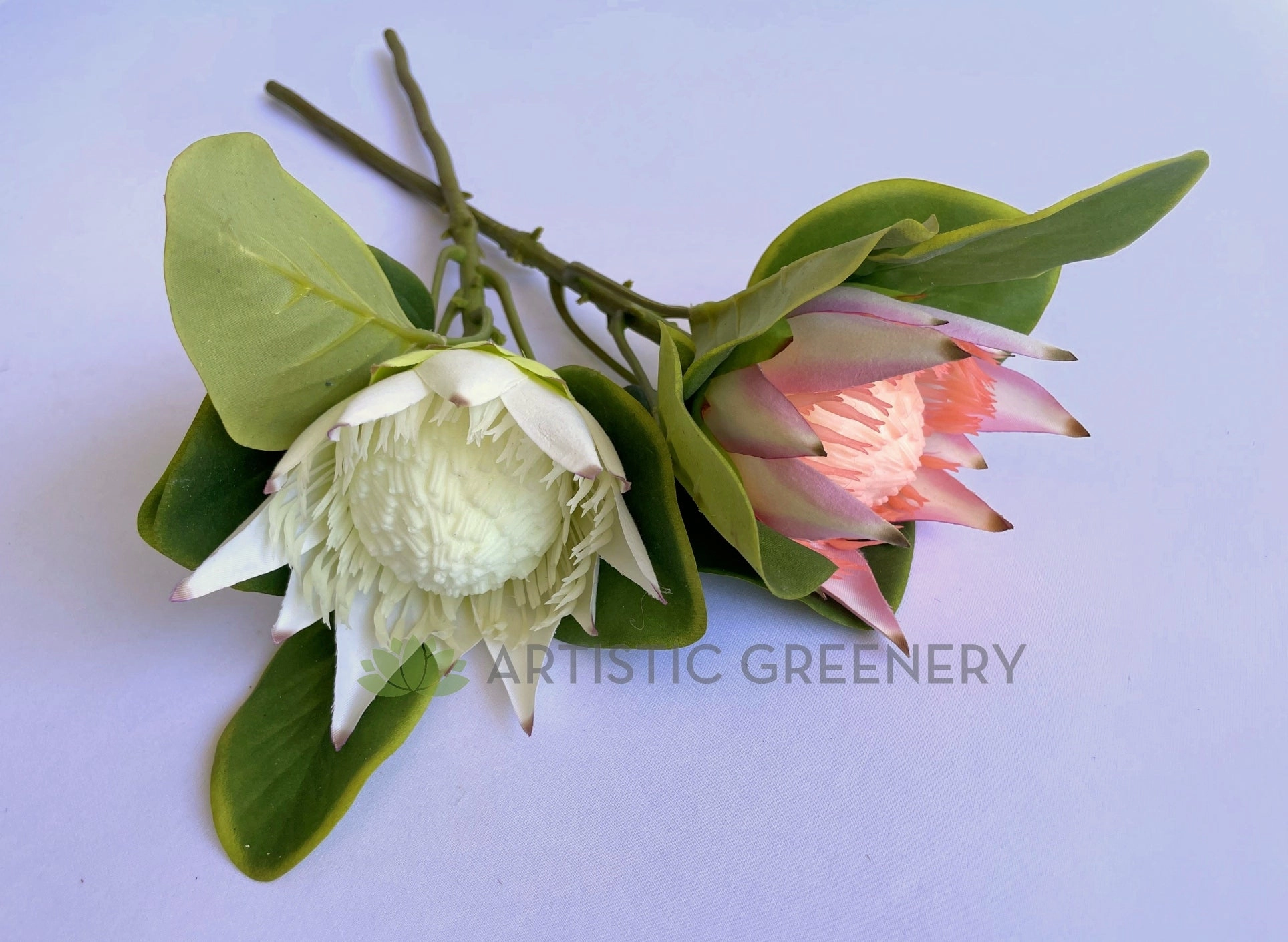 F0160S King Protea Single Stem 53cm White / Light Pink