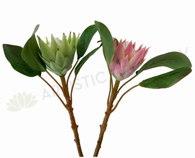 F0160SML-N King Protea Single Stem 53cm Light Green / Pink outdoor greenery  