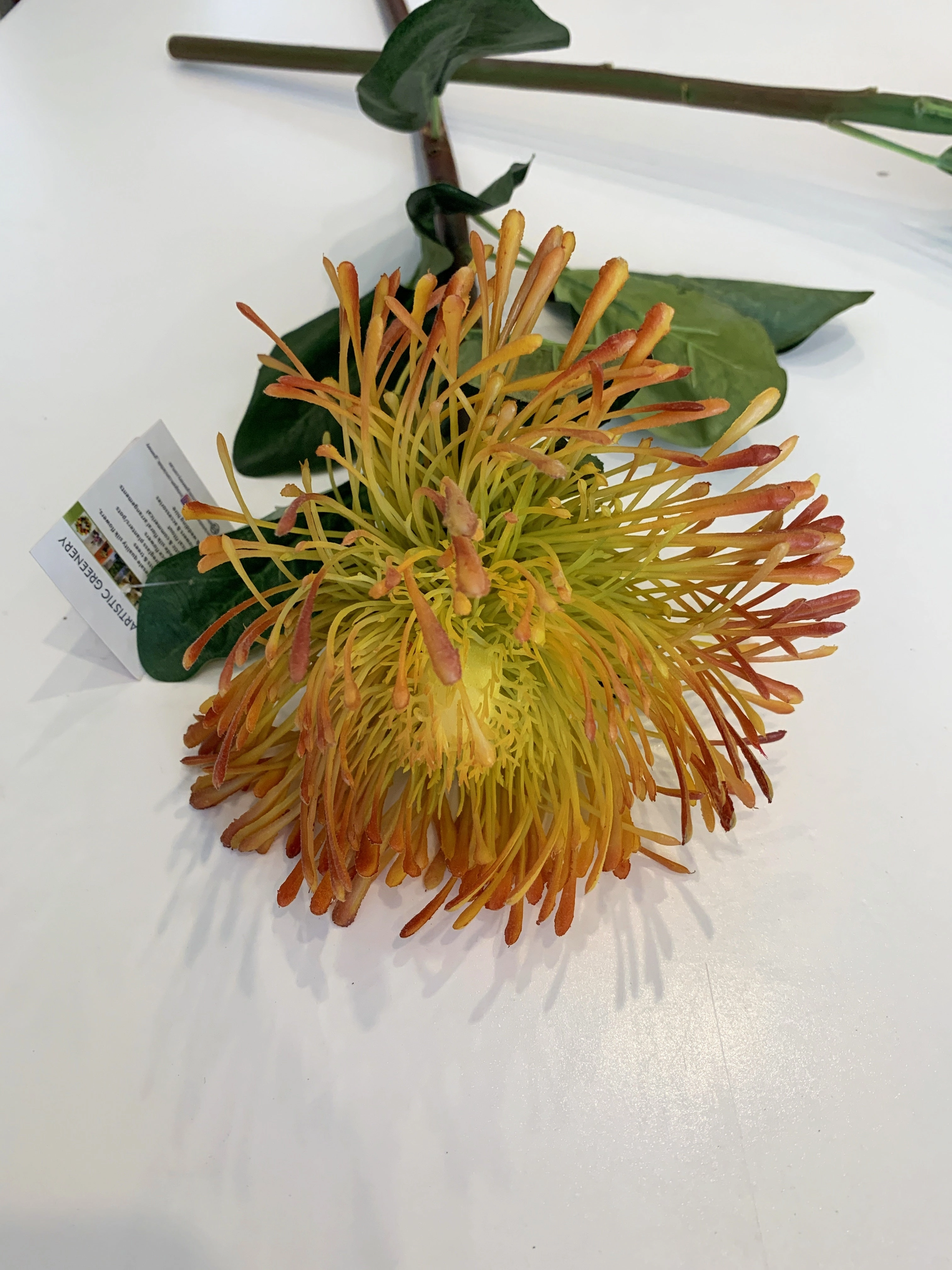 F0181 Pincushion Protea Large 70cm (17cm diameter) Red / White / Orange