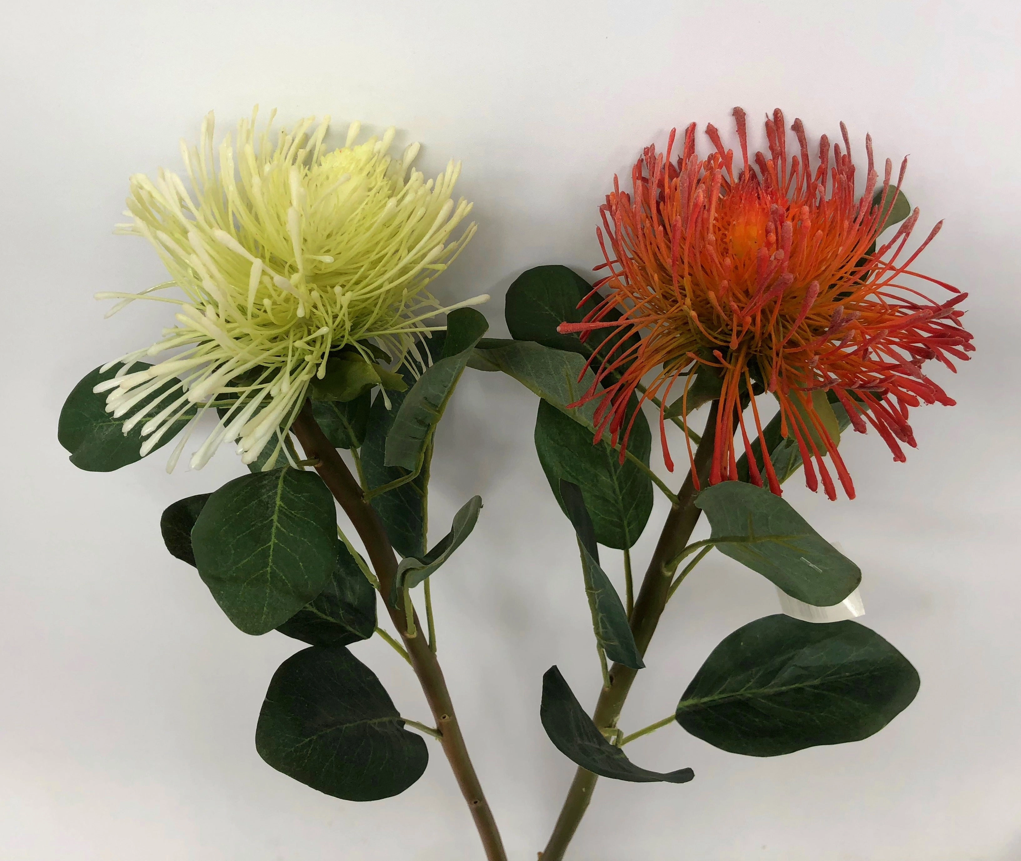 F0181 Pincushion Protea Large 70cm (17cm diameter) Red / White / Orange