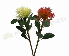 F0181 Pincushion Protea Large 70cm (17cm diameter) Red / White / Orange outdoor greenery  