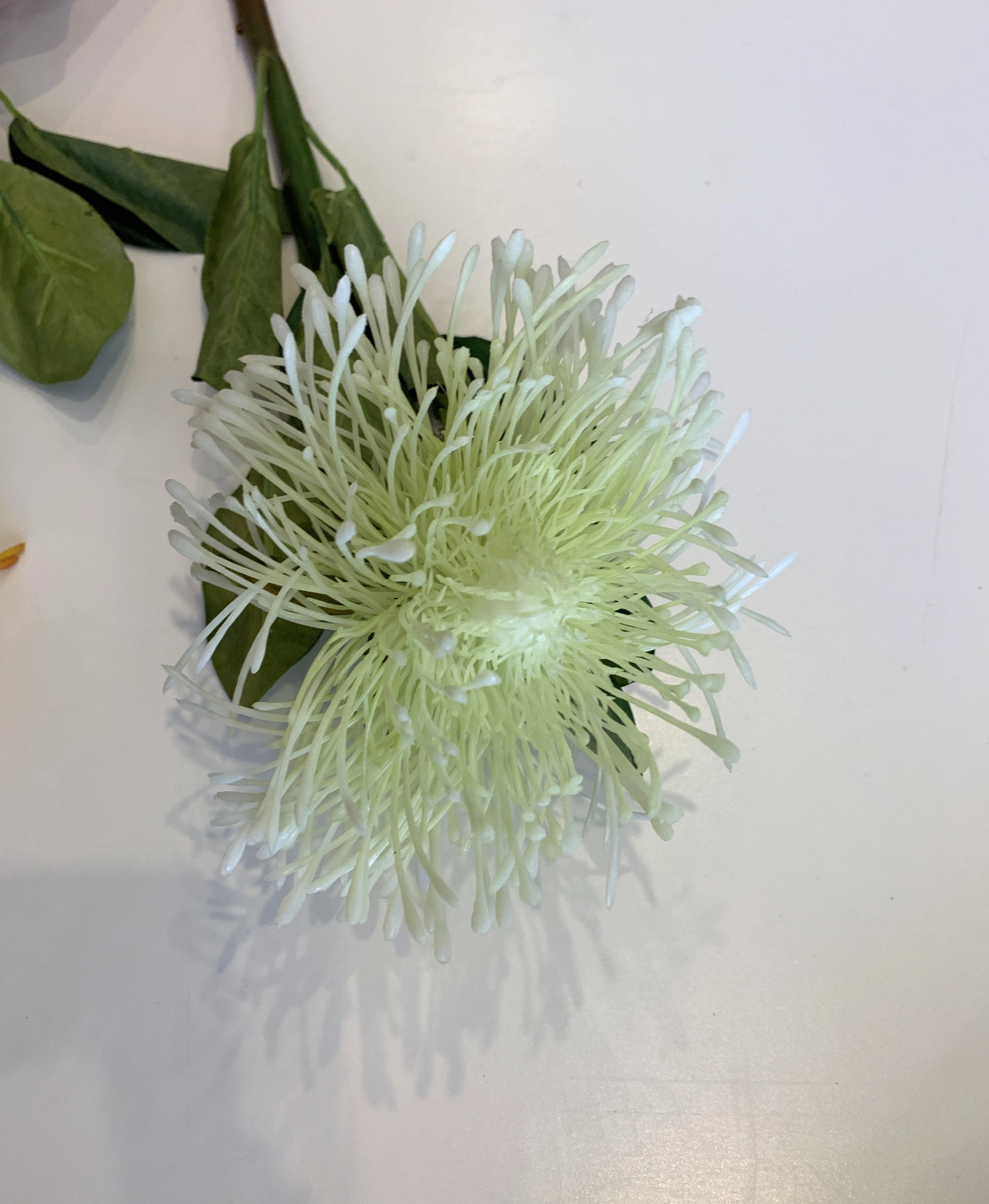 F0181 Pincushion Protea Large 70cm (17cm diameter) Red / White / Orange
