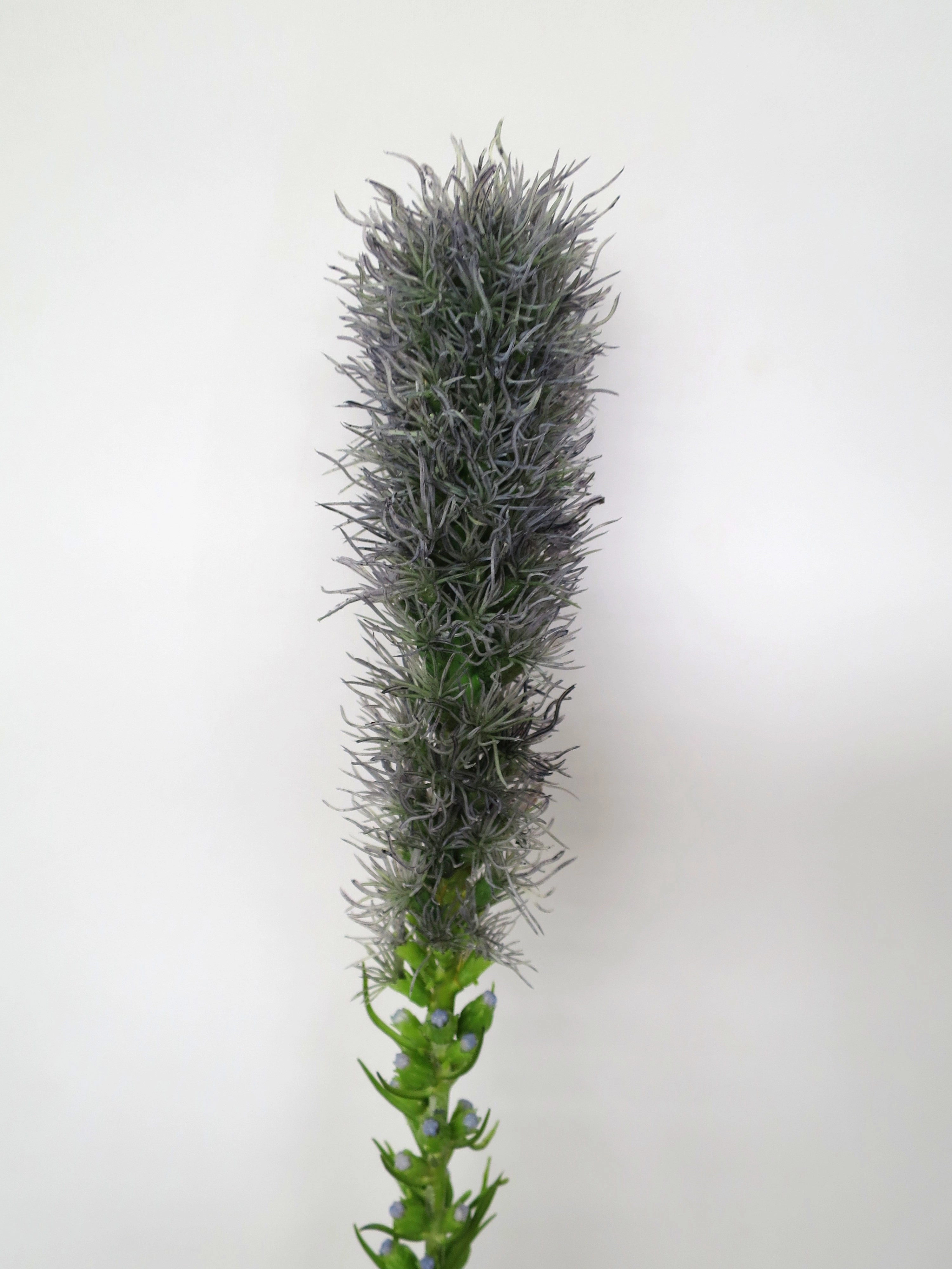 F0182 Liatris / Gayfeather / Blazing Stars Single Stem 79cm Purple / Pink