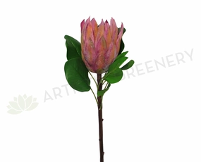 F0183 King Protea Single Stem 68cm Mauve outdoor greenery  