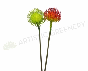 F0184 Pincushion Protea / Leucospermum Single Stem 70cm Green / Red outdoor greenery  